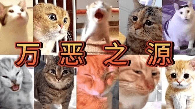 像素猫meme素材网盘资源下载，猫meme gif素材网盘资源-理白嫖资源站